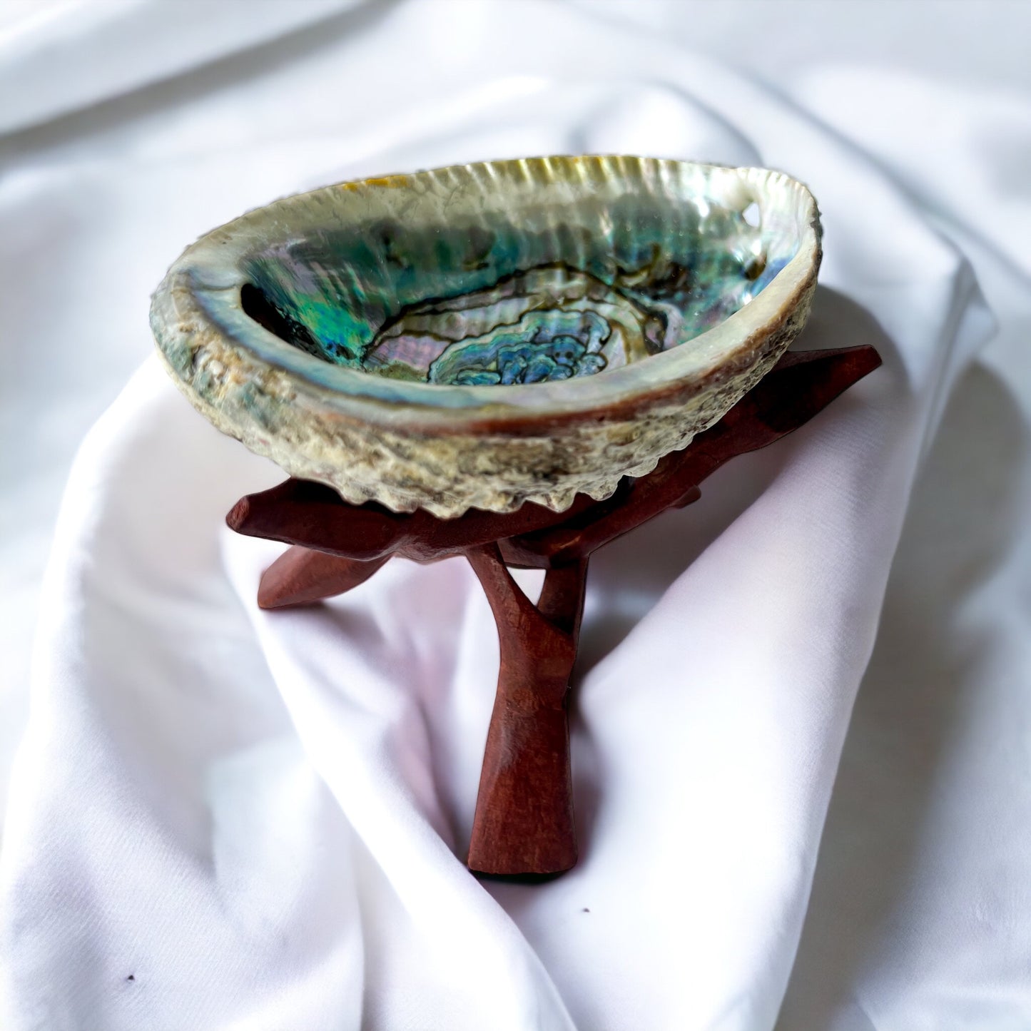 Abalone Shell